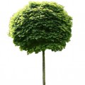 Klon pospolity 'Globosum' DUŻE SADZONKI Pa 200-220 cm, obwód pnia 16-18 cm (Acer platanoides)